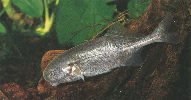 fish