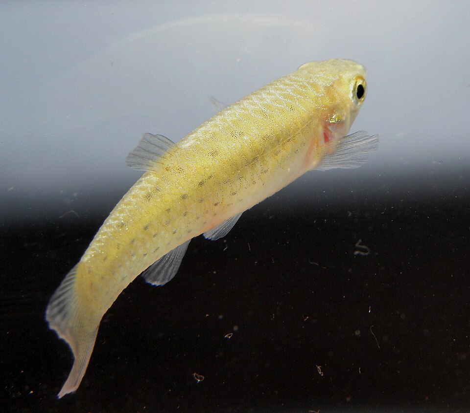 fish