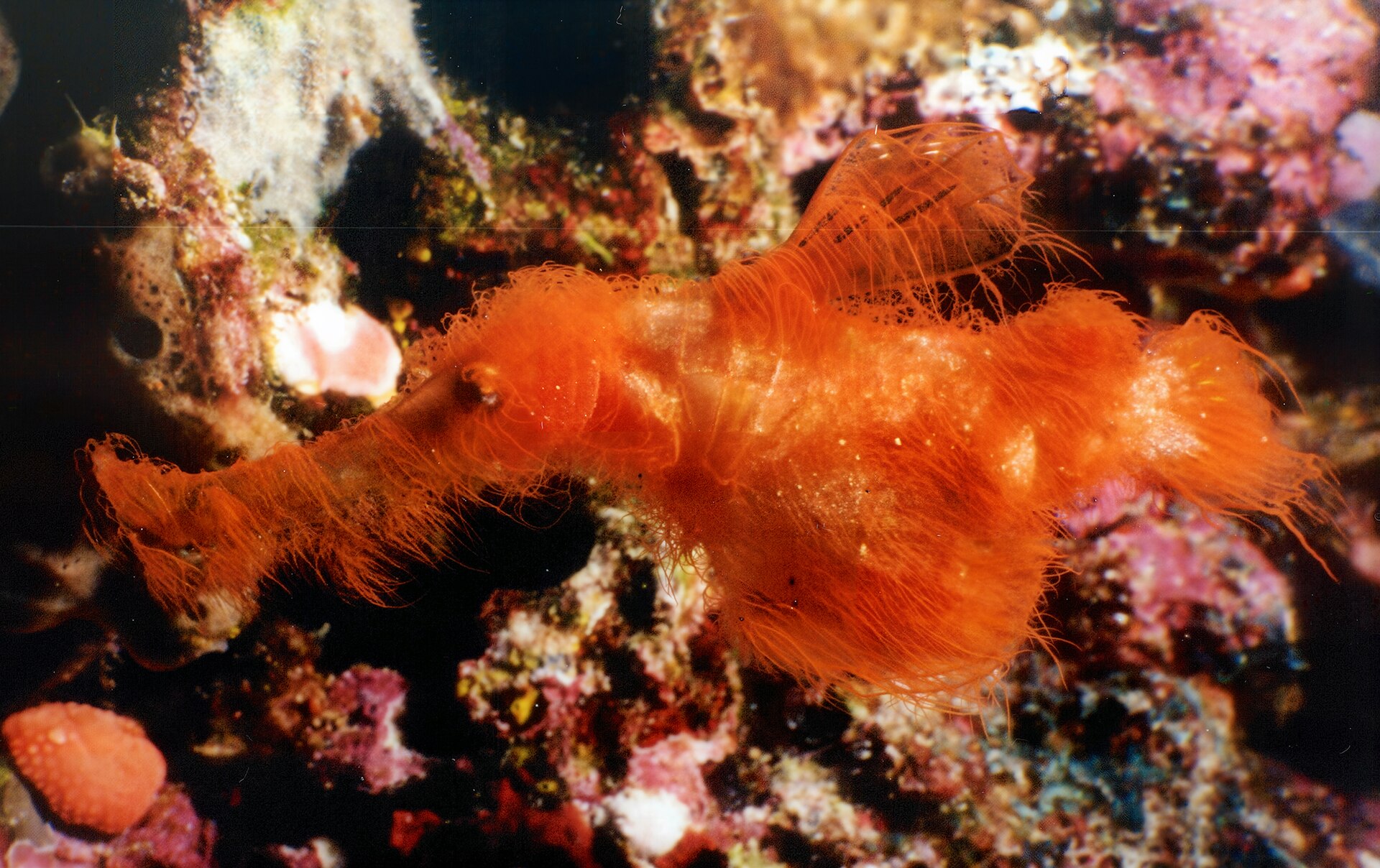 fish