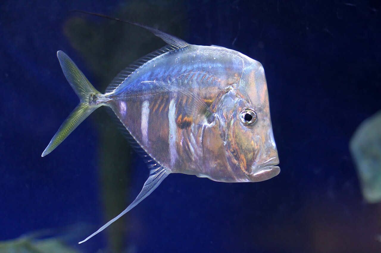 fish