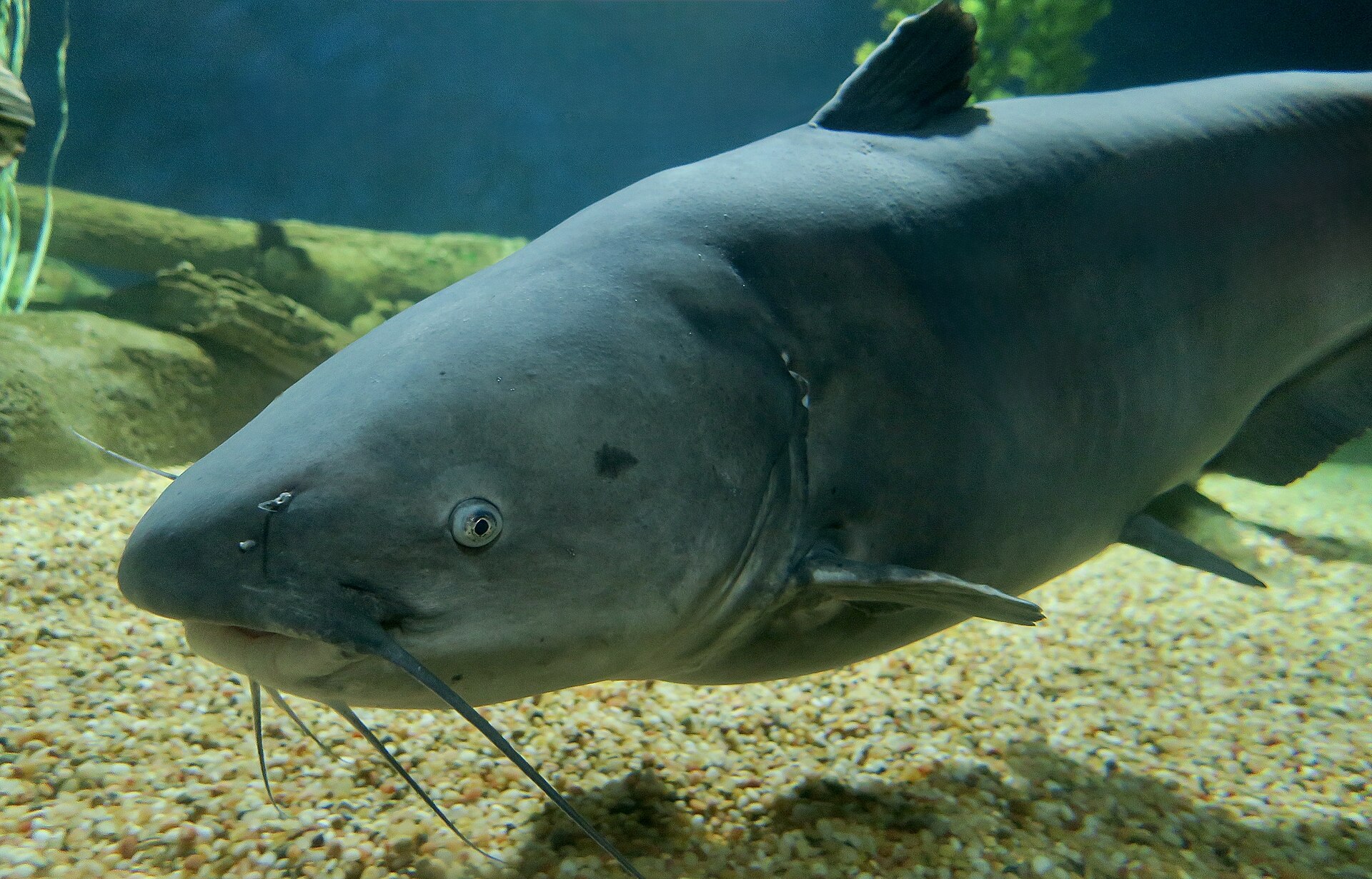 fish