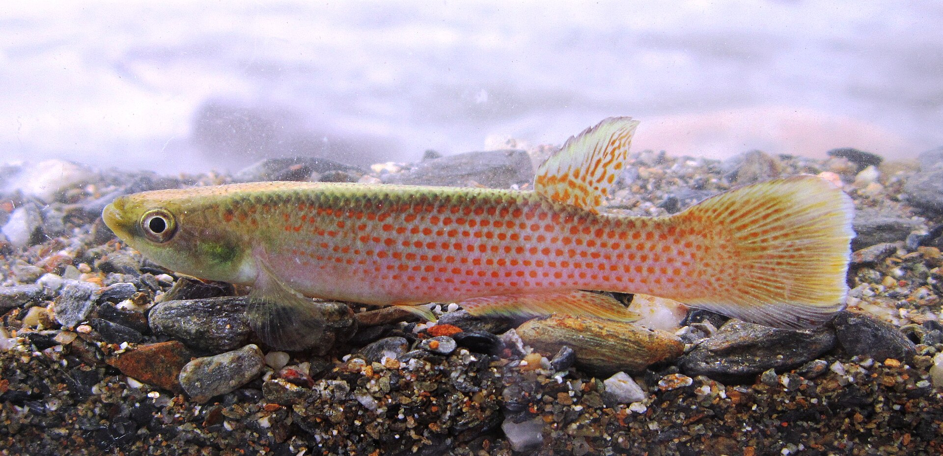 fish