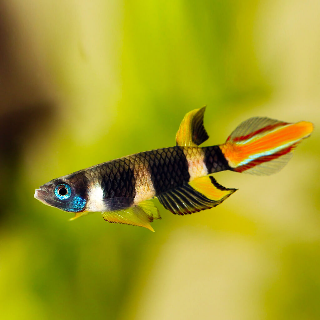 fish