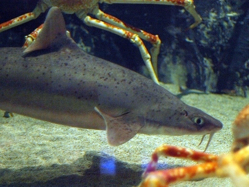 fish