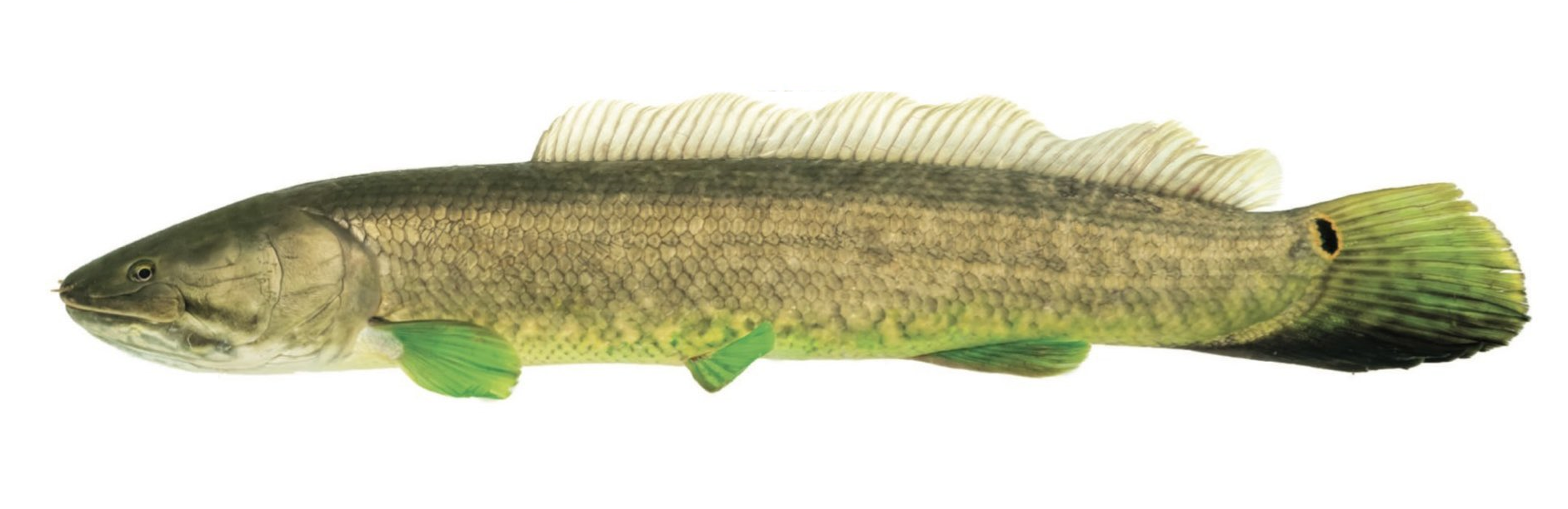 fish