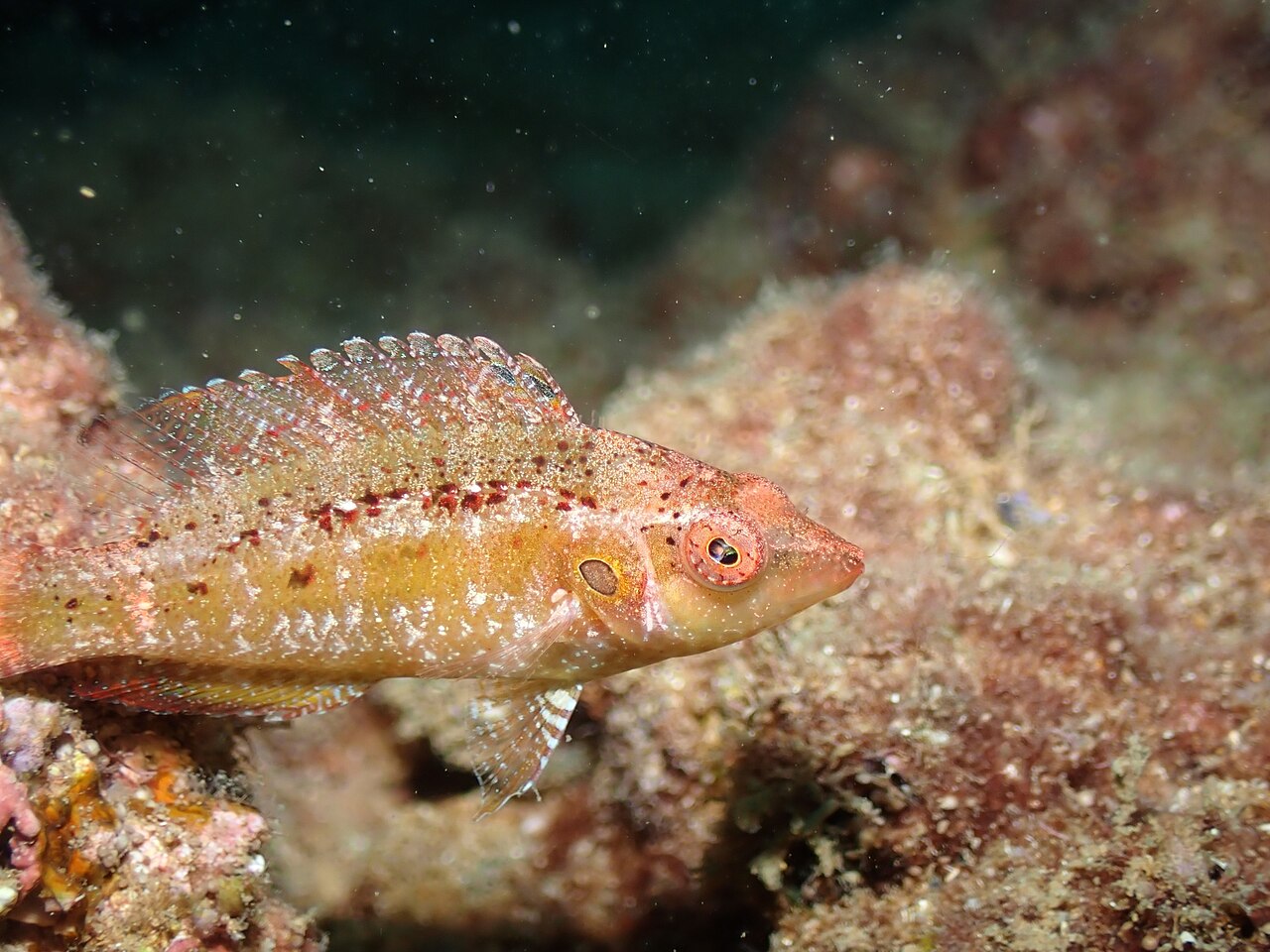 fish
