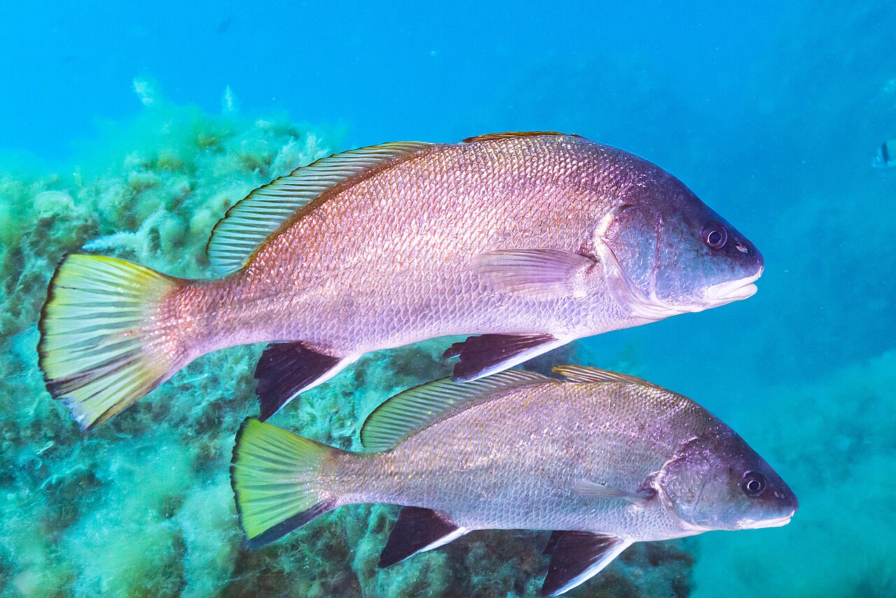 fish