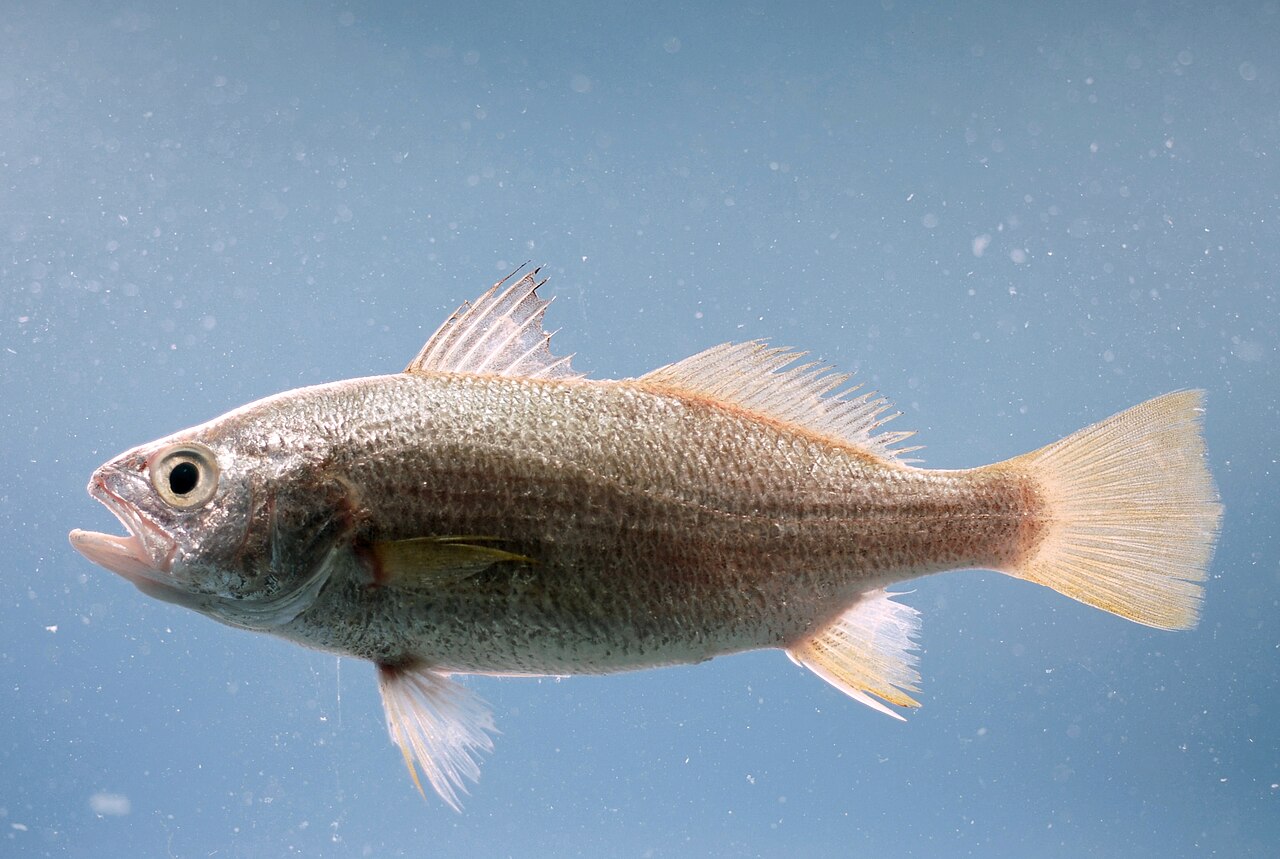 fish