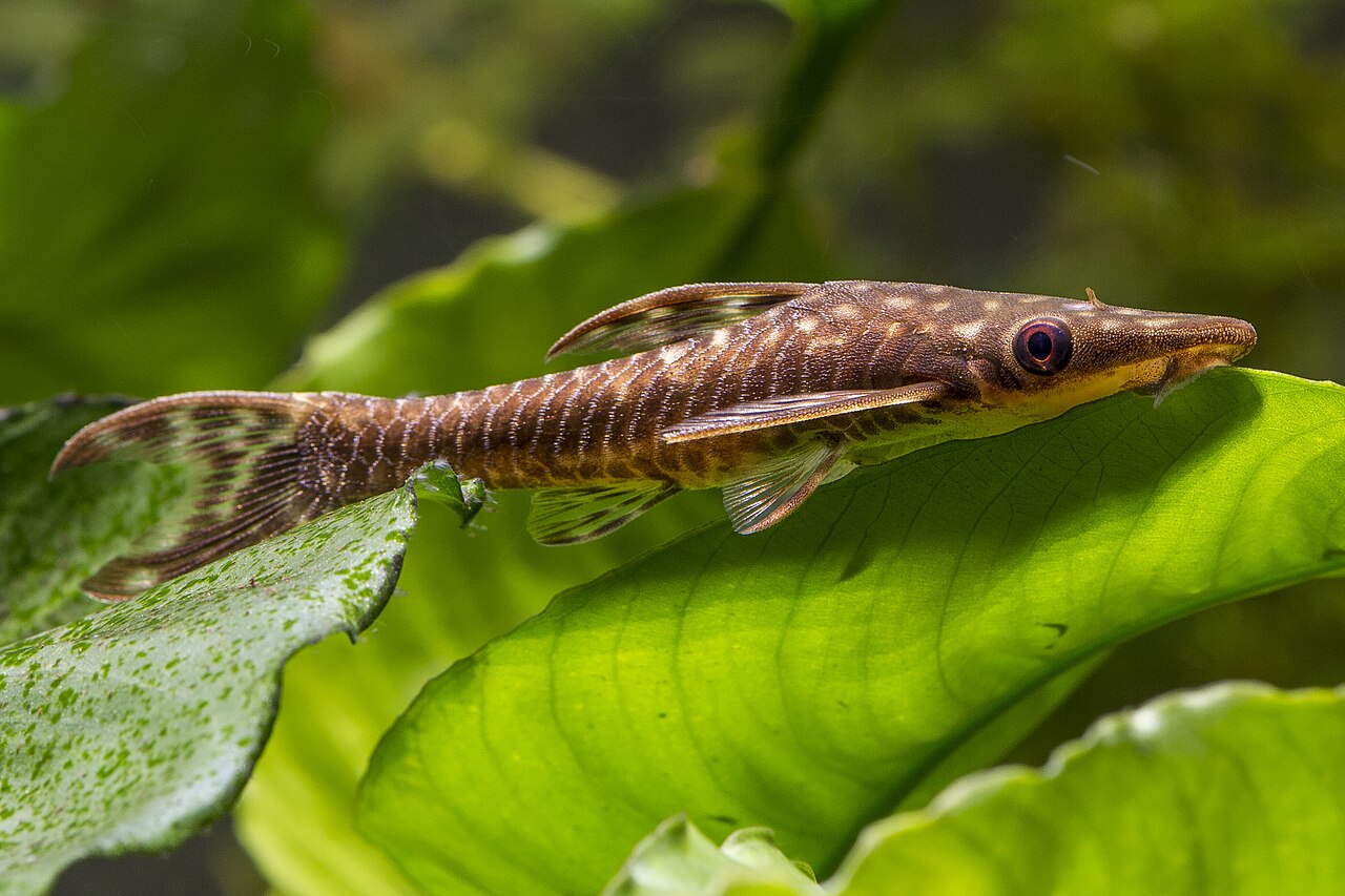fish