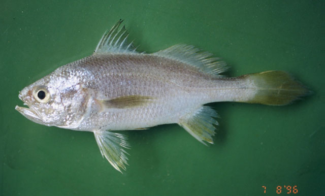 fish