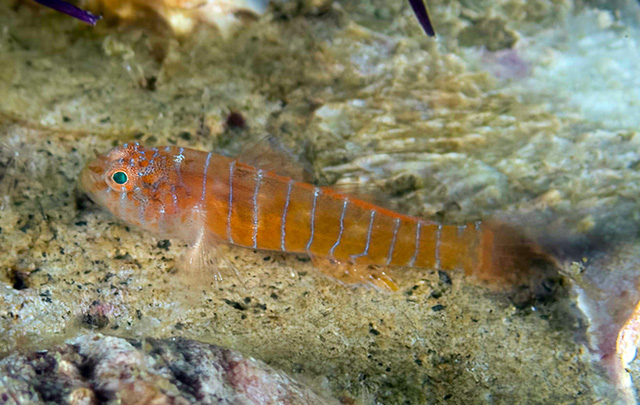 fish