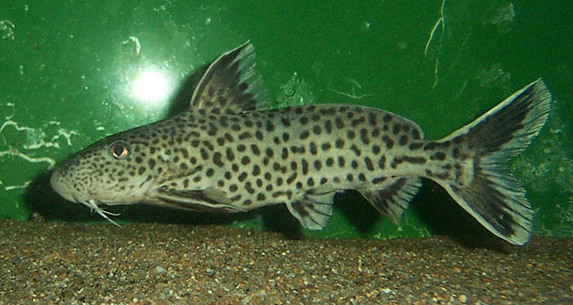 fish
