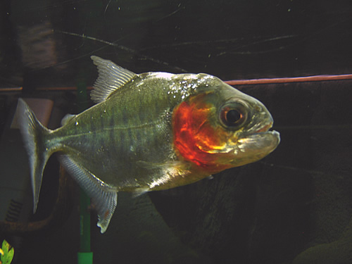 fish