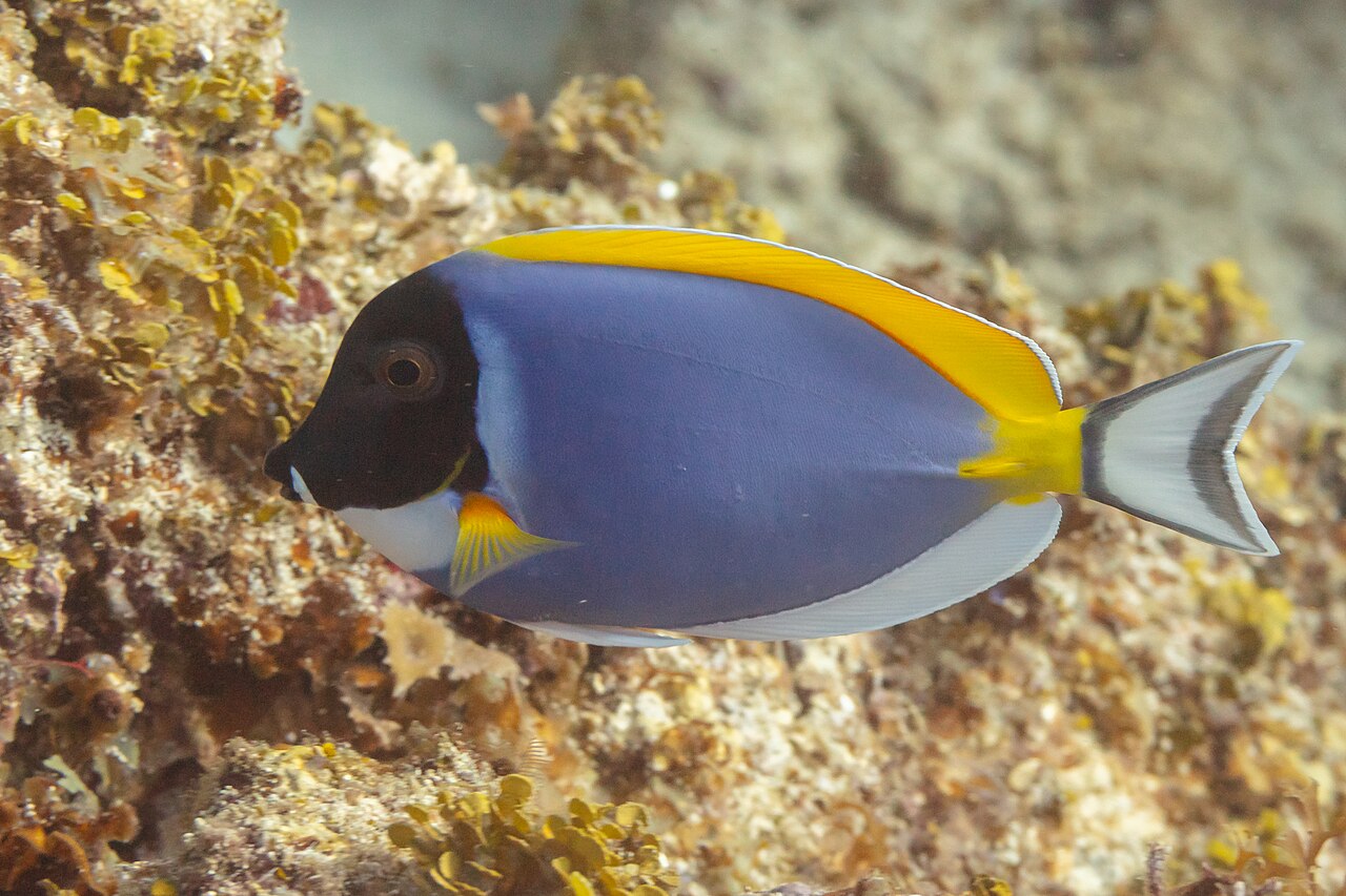fish