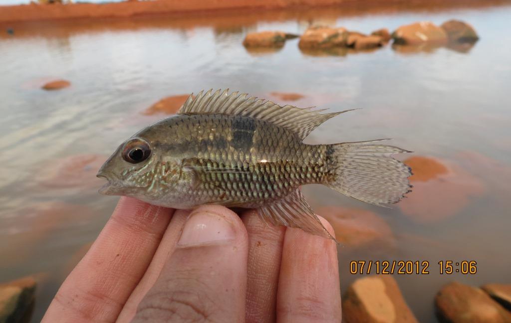 fish