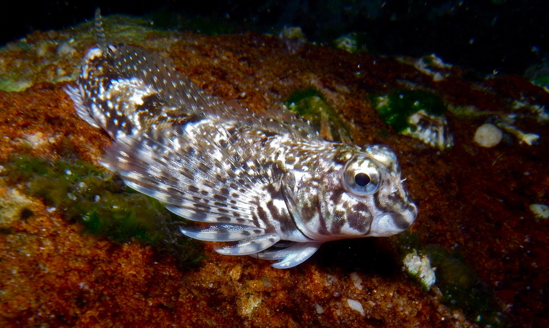 fish