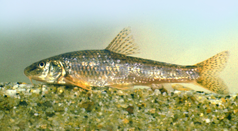 fish