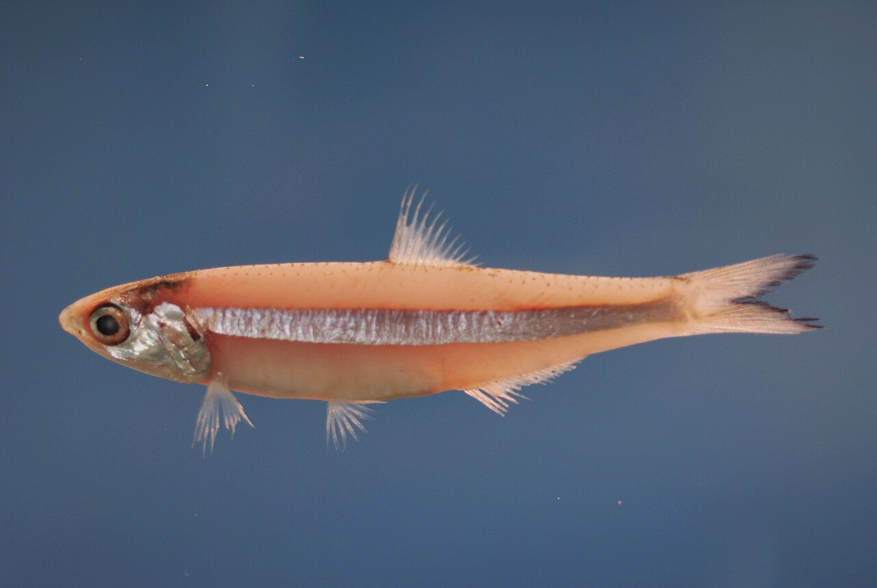 fish