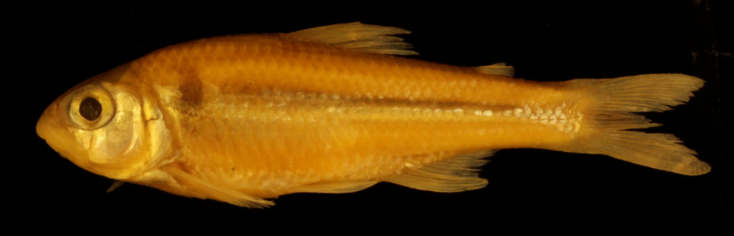 fish