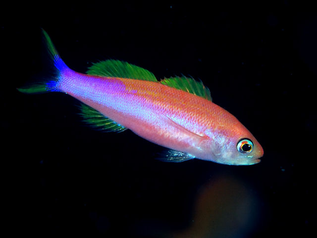 fish