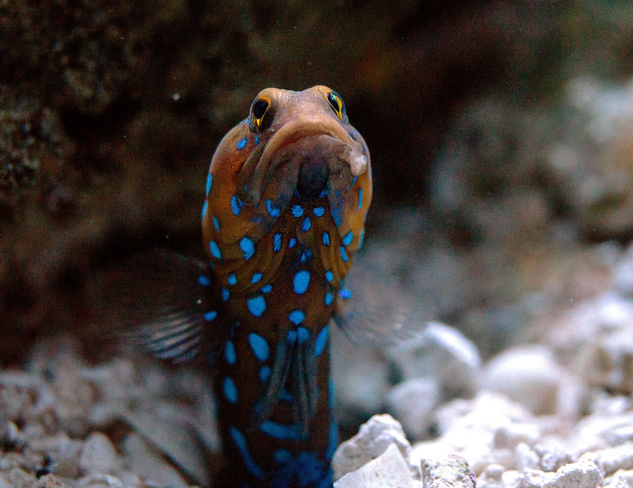 fish