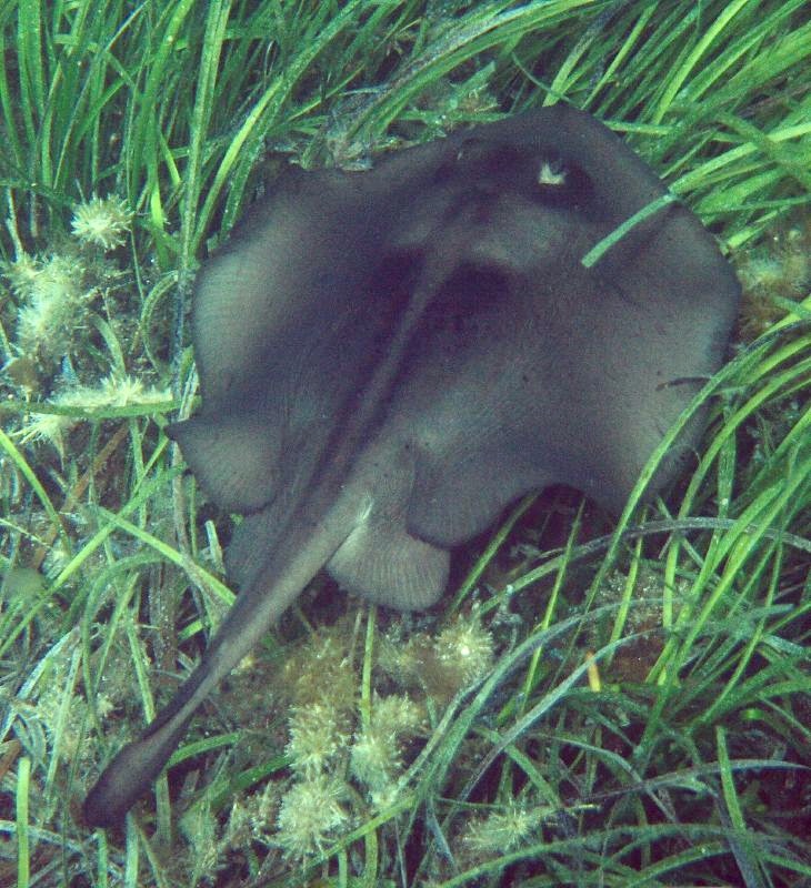 fish