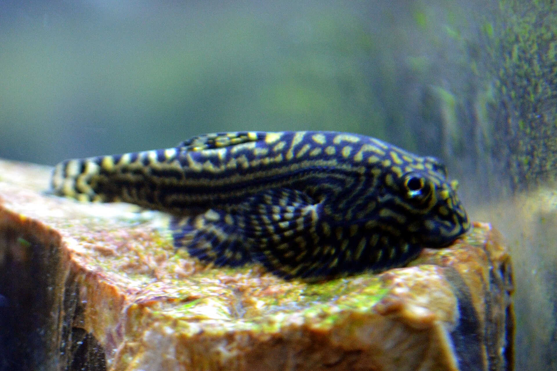 fish