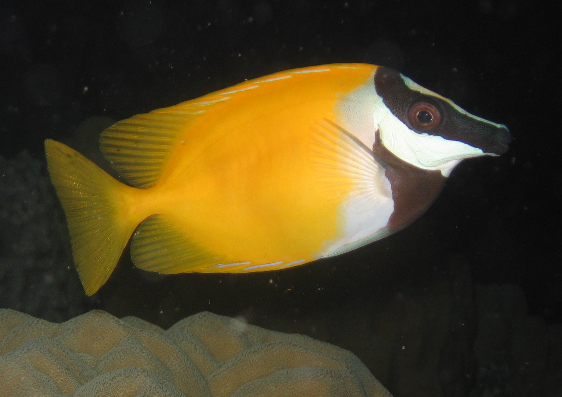 fish