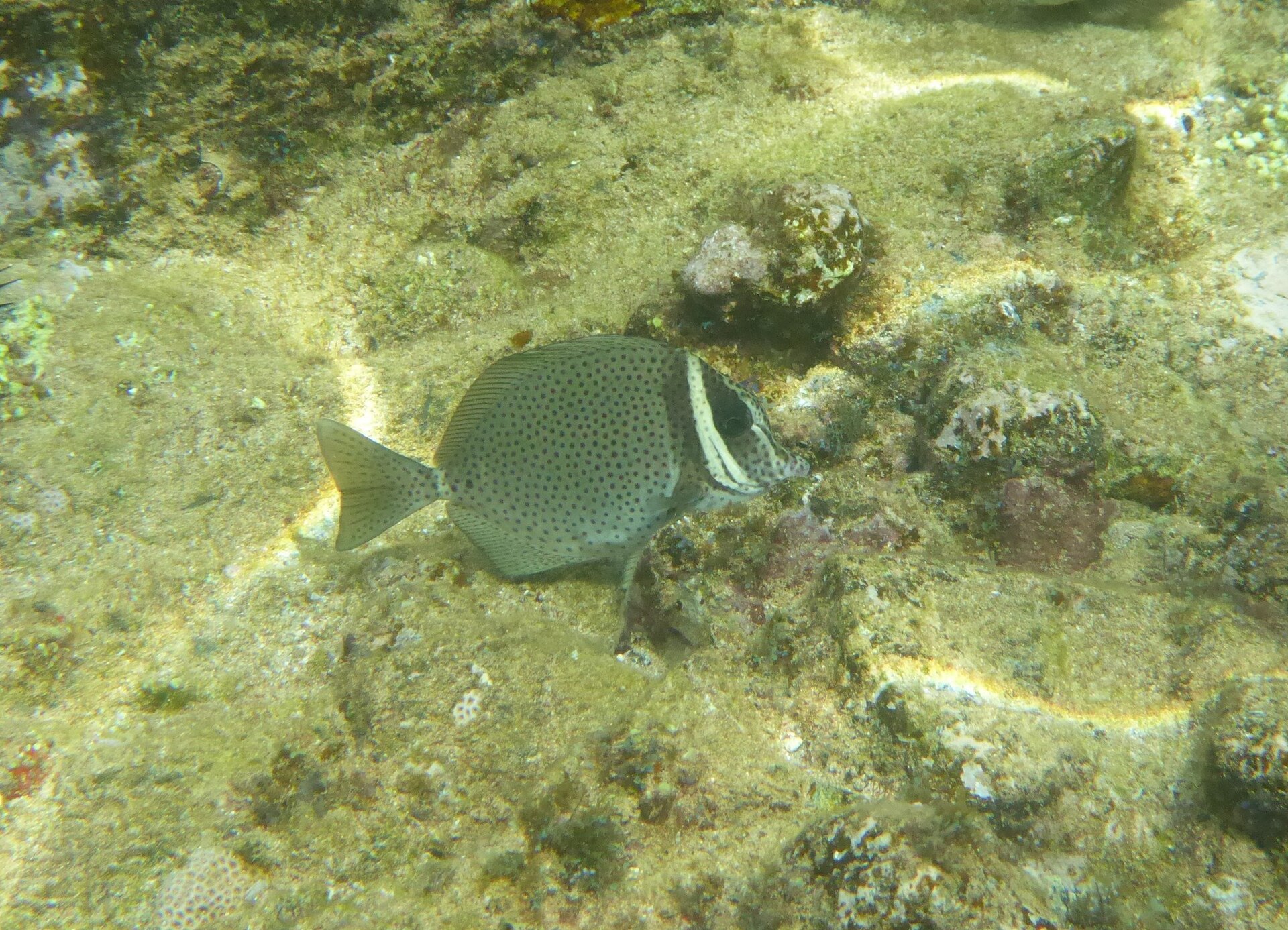 fish