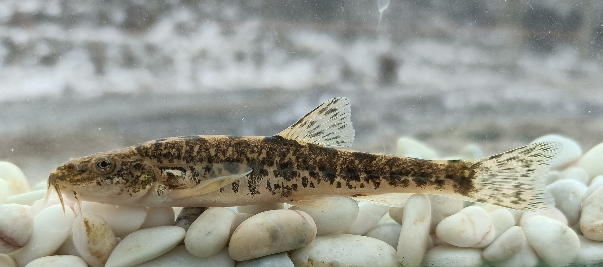 fish