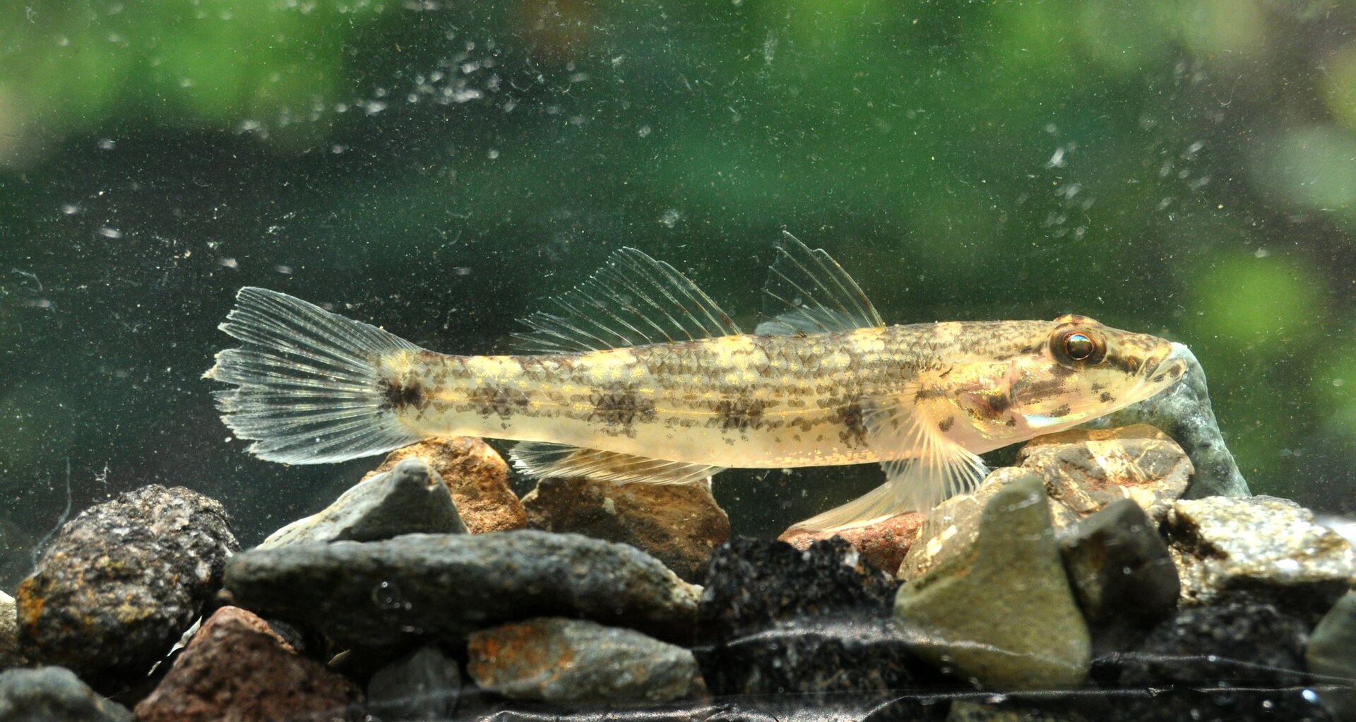 fish