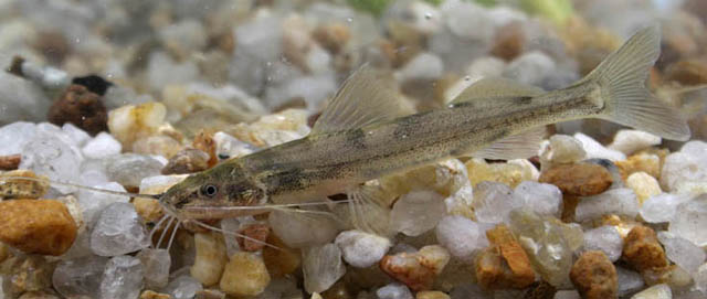 fish