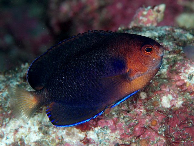 fish