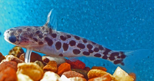 fish