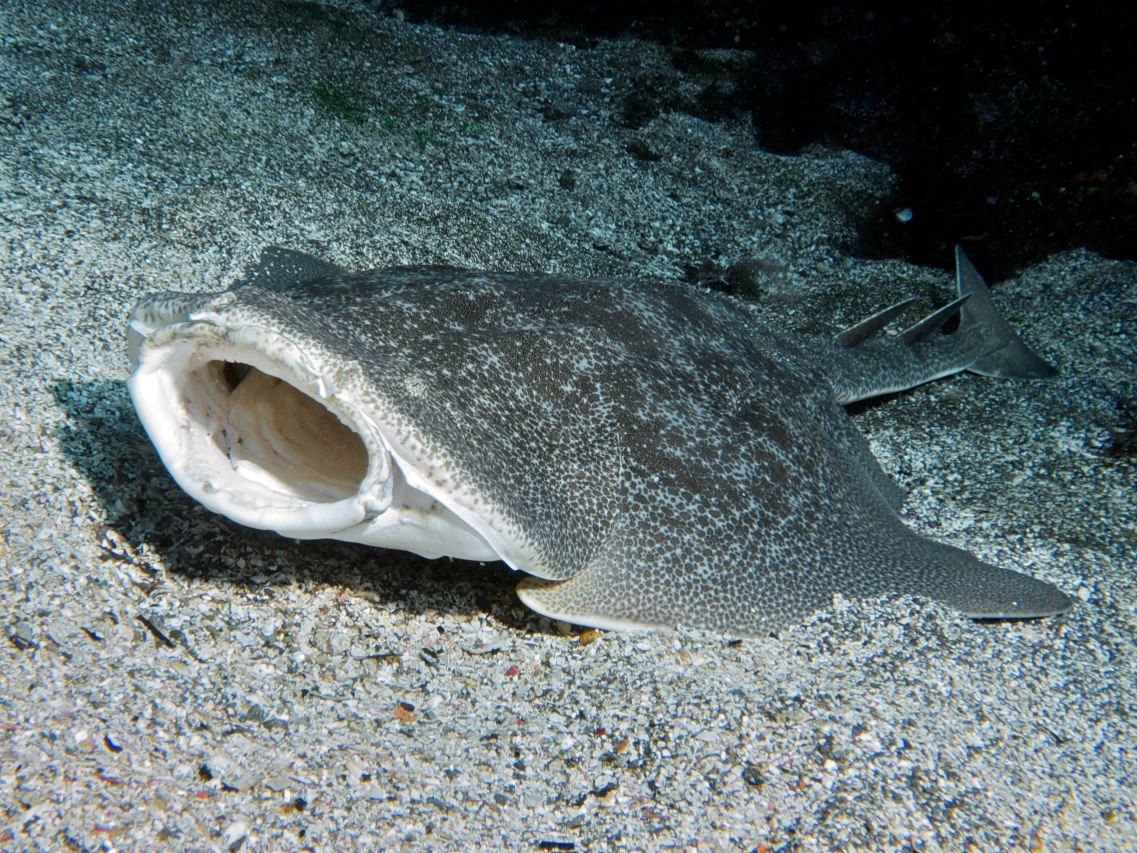fish