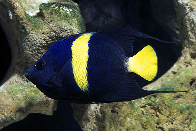 fish