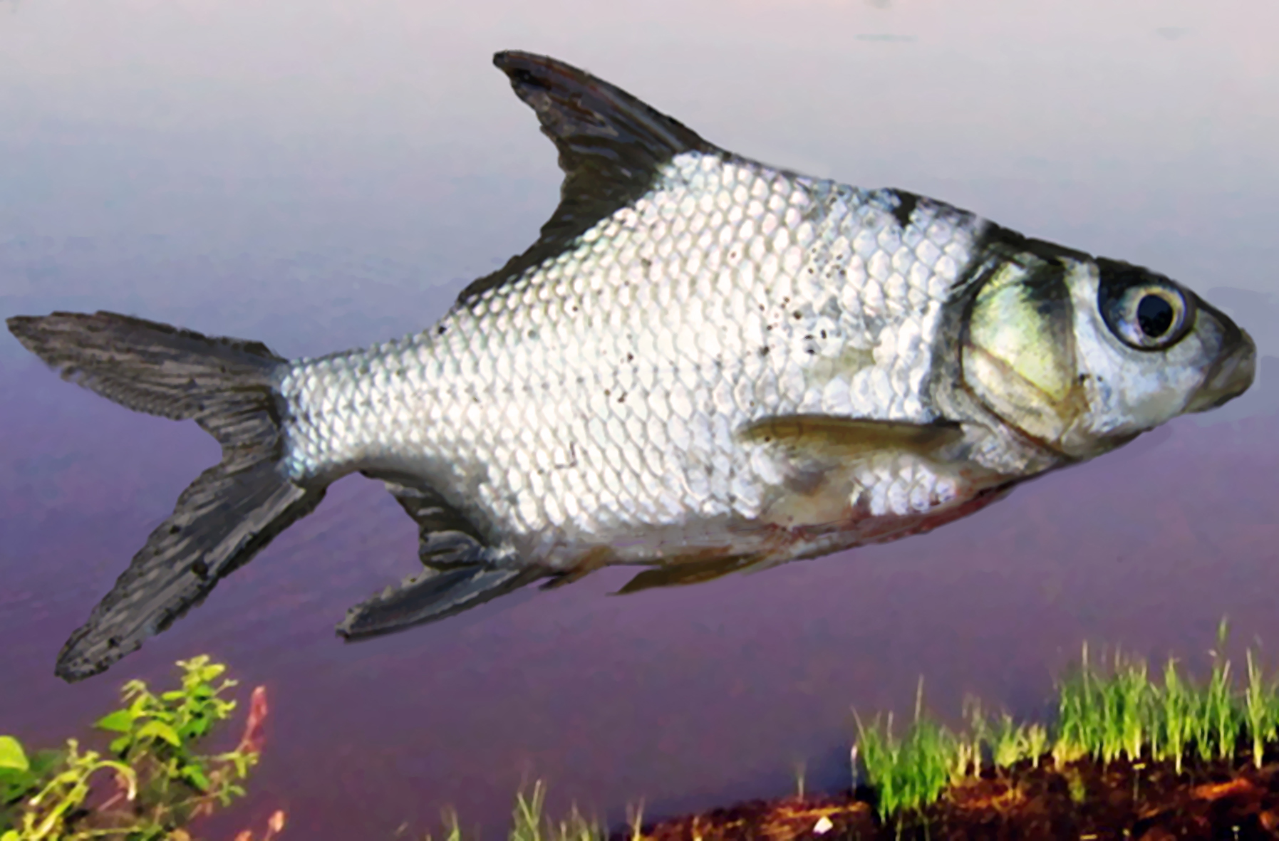 fish
