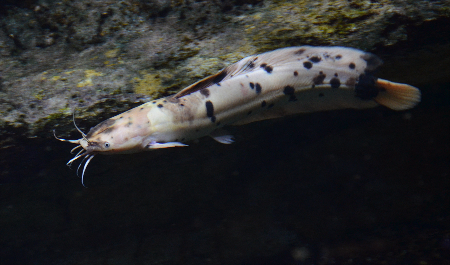 fish
