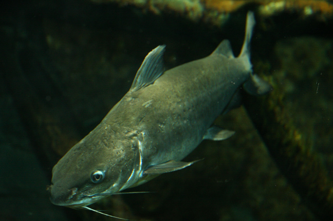 fish