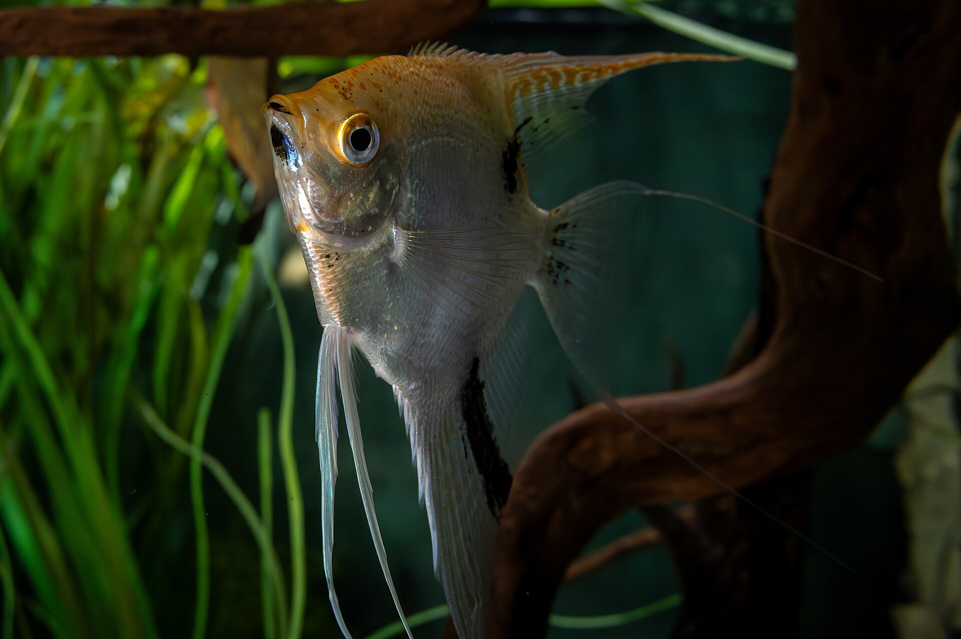 fish