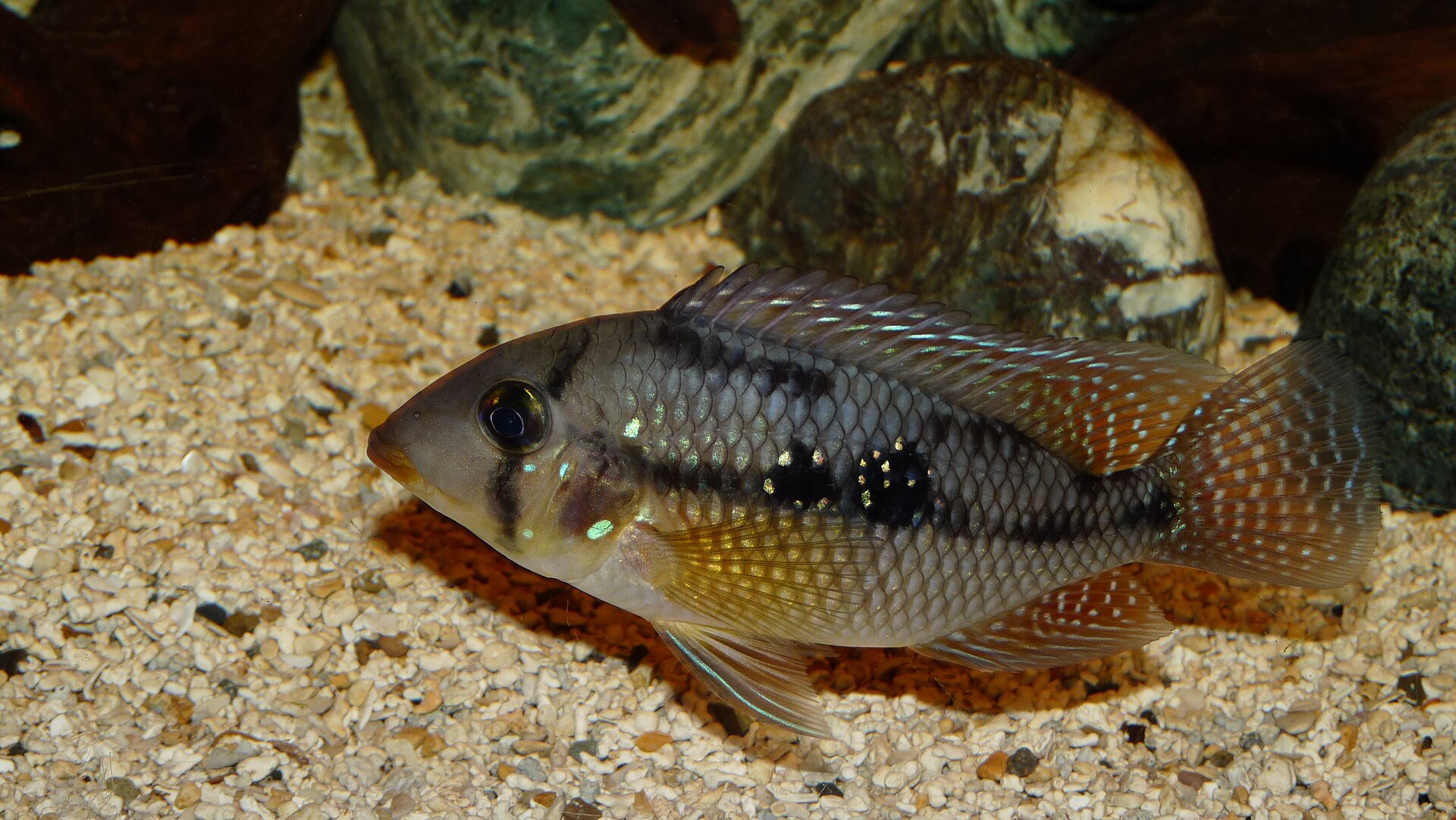 fish
