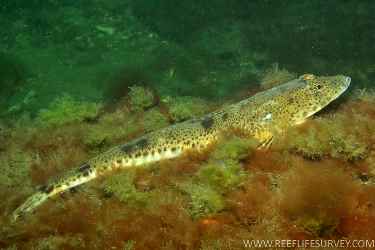 fish