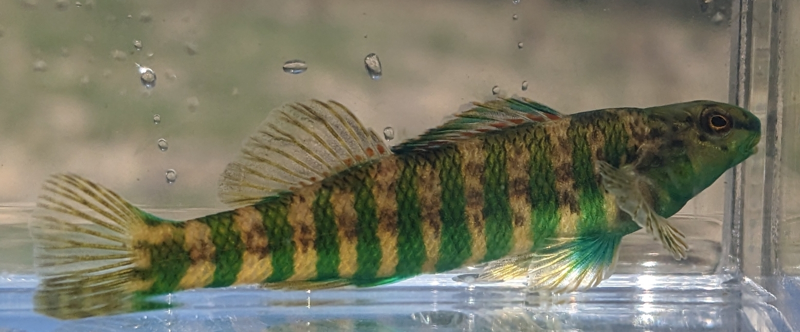 fish