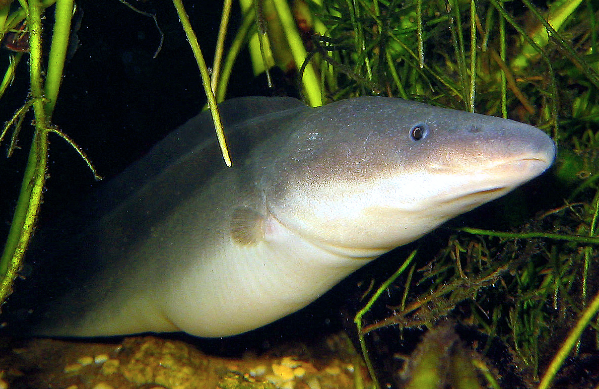 fish