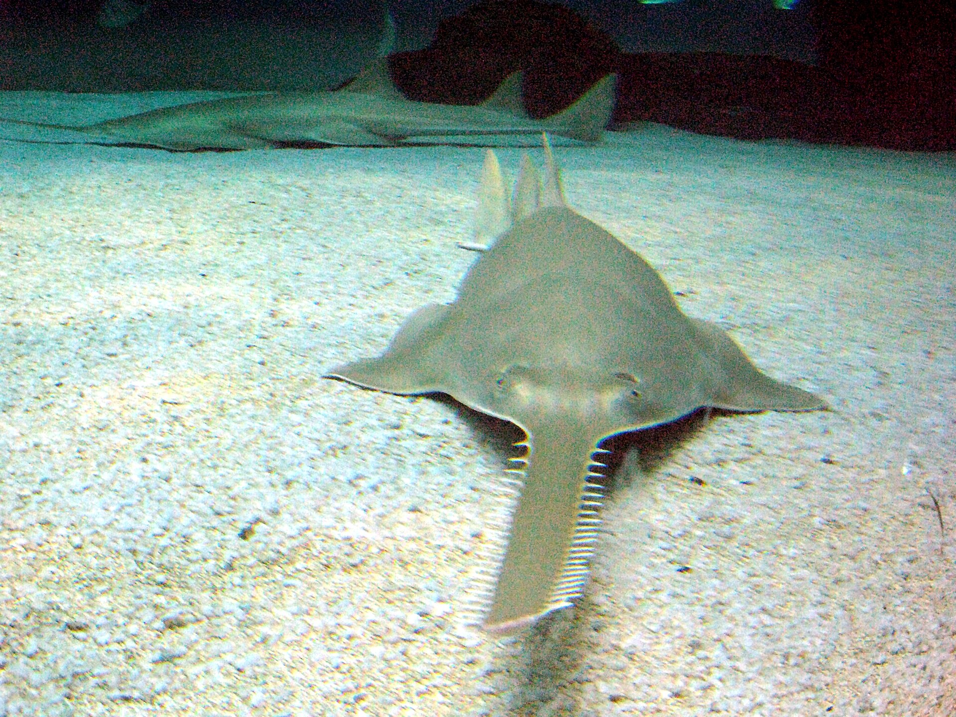 fish