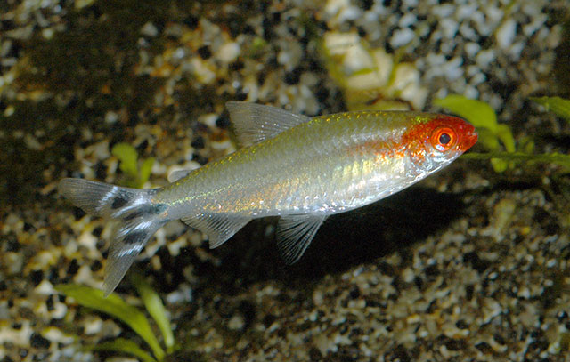 fish