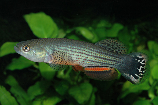 fish