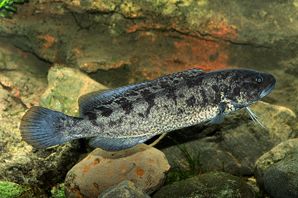 fish