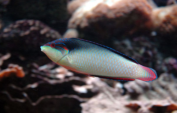 fish