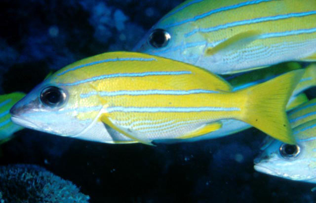 fish